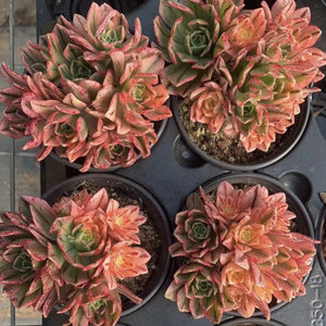 Ramdis Aeonium Sweet Tea