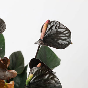 Antūris Anthurium Black love