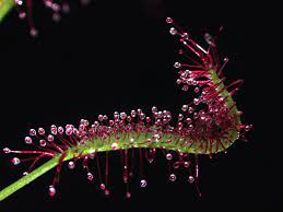 Sunflower Drosera Capensis