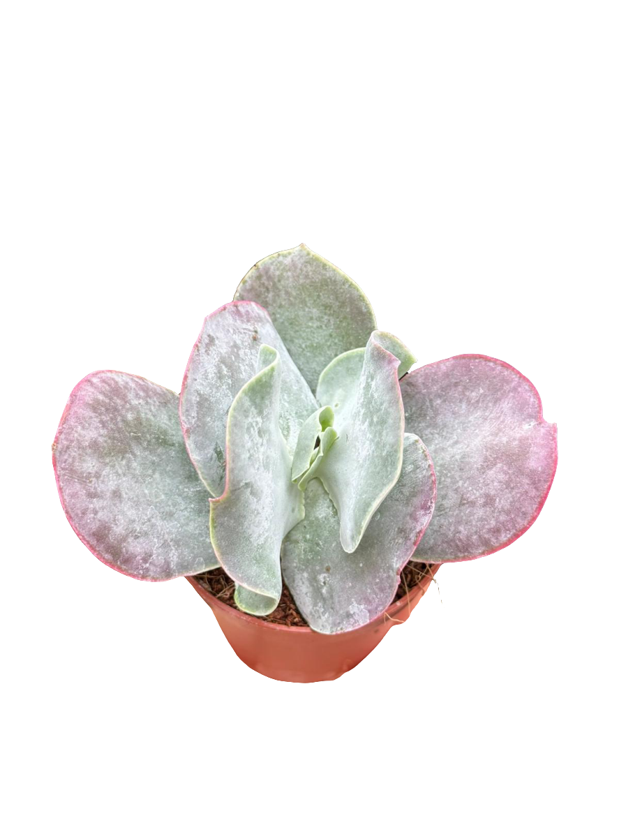Cotyledon orbiculata