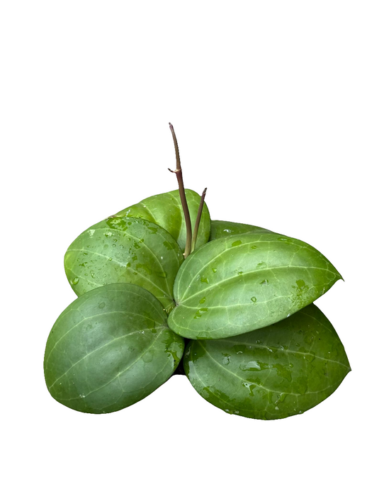 Vaškuolė Hoya Latifolia Borneo