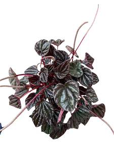 Peperomia Rood