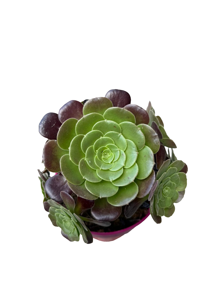 Aeonium Valour