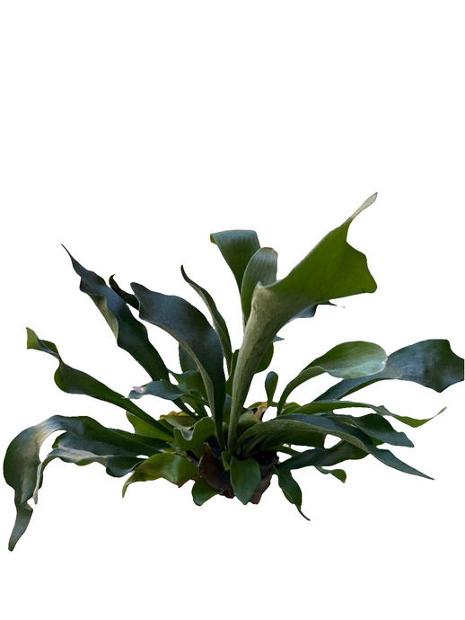 Platycerium Bifurcatum Platycerium Bifurcatum