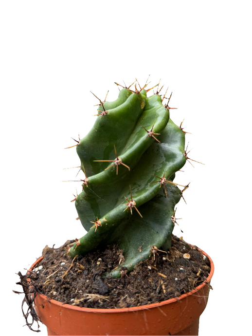 Cereus Jamacaru forbesii Spiralis