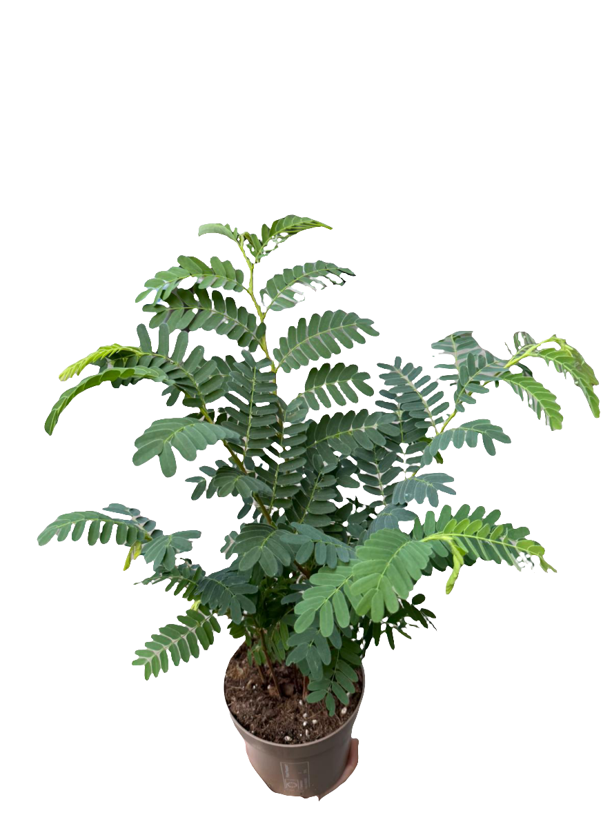 Tamarindus Indica