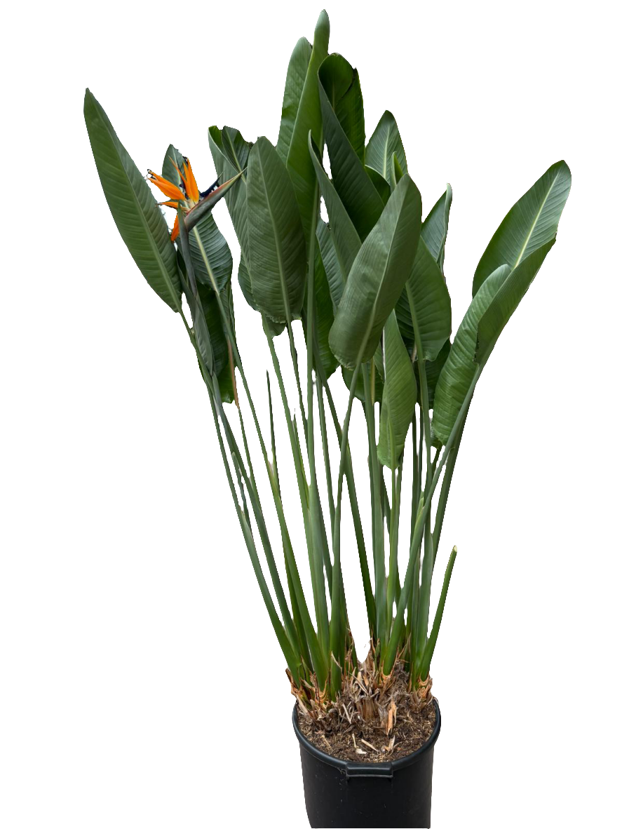 strelitzia english Strelitzia Reginae 180cm – Gipsygarden