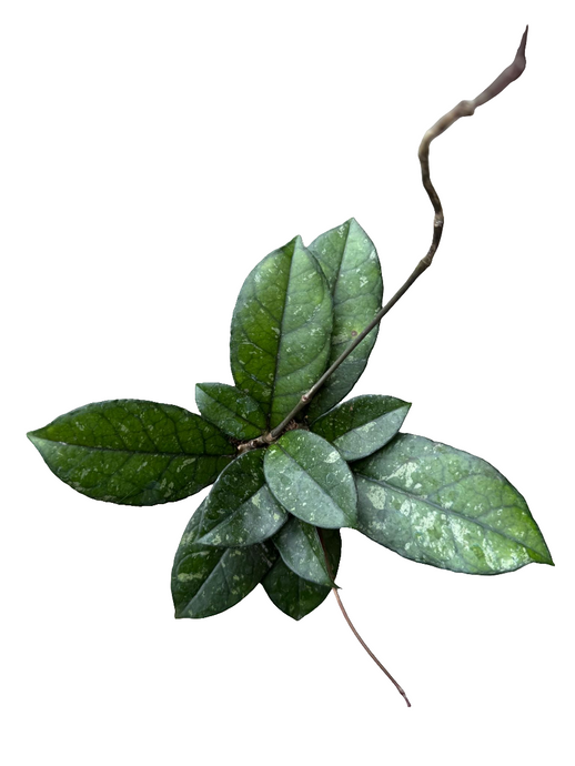 Vaškuolė Hoya Crassipetiolata splash round leaf