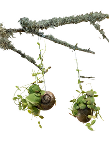 Dischidia Snaily dishidia
