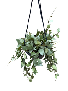 Hoya Krohniana Silver (Super Eskimo) kabančiame vazone