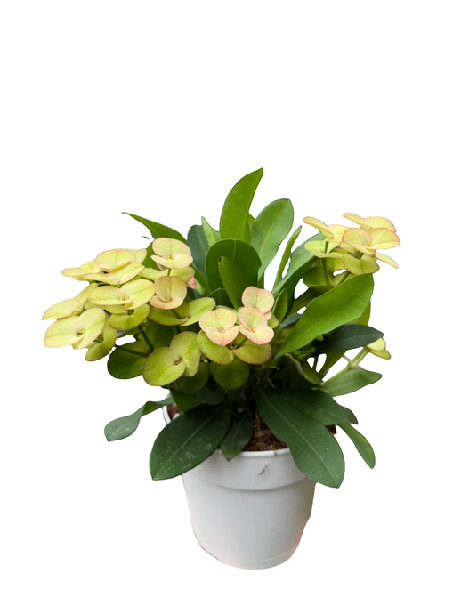 Karpažolė Euphorbia millii Neptunus