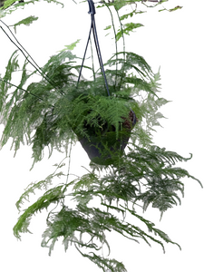 Asparagus Sataceus