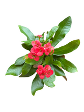 Translation missing: lt.sections.featured_product.gallery_thumbnail_alt