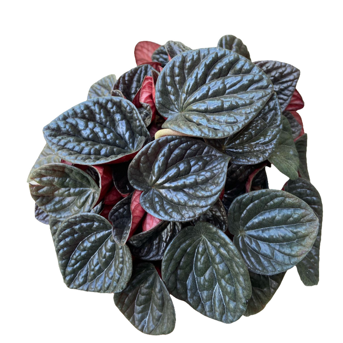 Peperomia Choclat