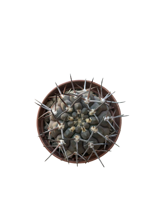 Gymnocalycium Stellatum