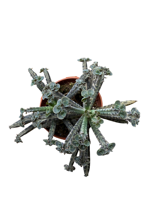 Kalanchoe Tubiflora Decorum