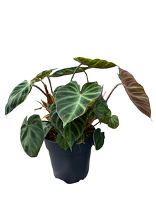 Filodendras Philodendron verrucosum Incensi