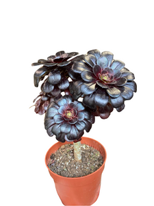 Ramdis Aeonium Nigrum