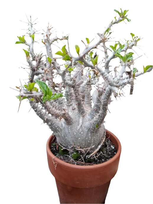 Tukvis Pachypodium Saundersii