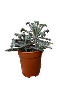 Kalanchoe Tubiflora Decorum