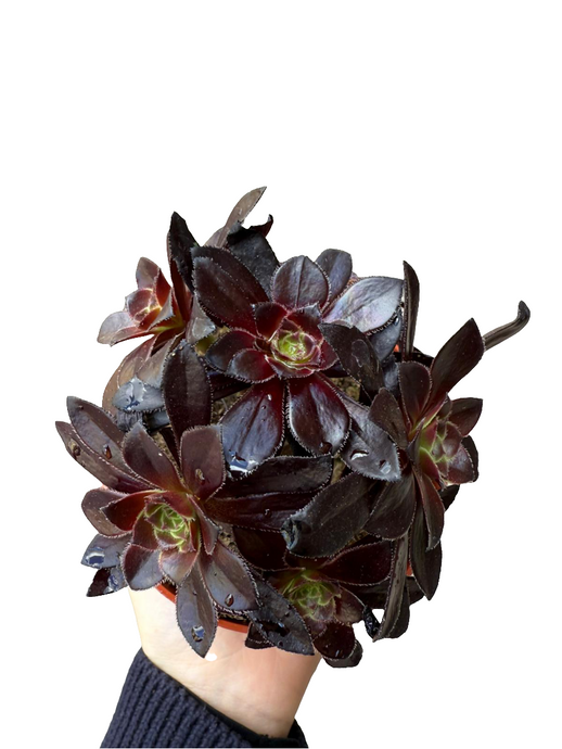 Ramdis Aeonium Schwartzkopf