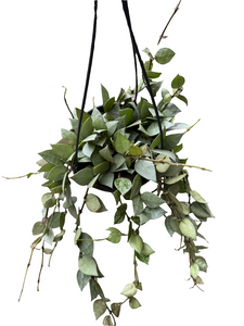 Hoya Krohniana Silver (Super Eskimo) kabančiame vazone