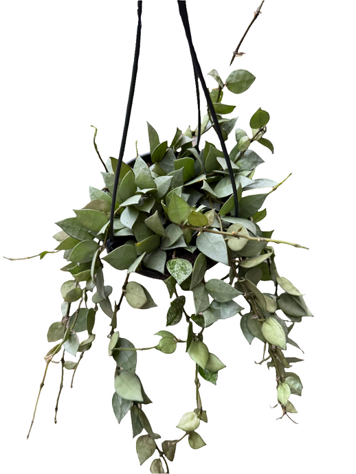 Hoya Krohniana Silver (Super Eskimo) kabančiame vazone