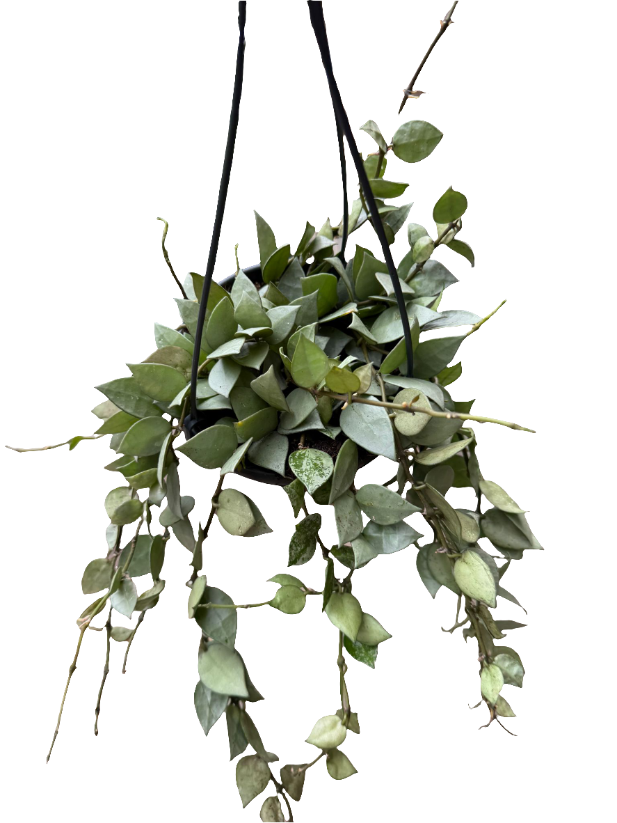 Hoya Krohniana Silver (Super Eskimo) kabančiame vazone