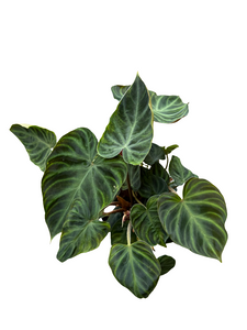Filodendras Philodendron verrucosum Incensi