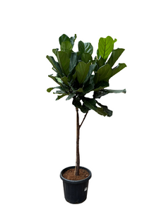 Ficus Lyrata 210cm