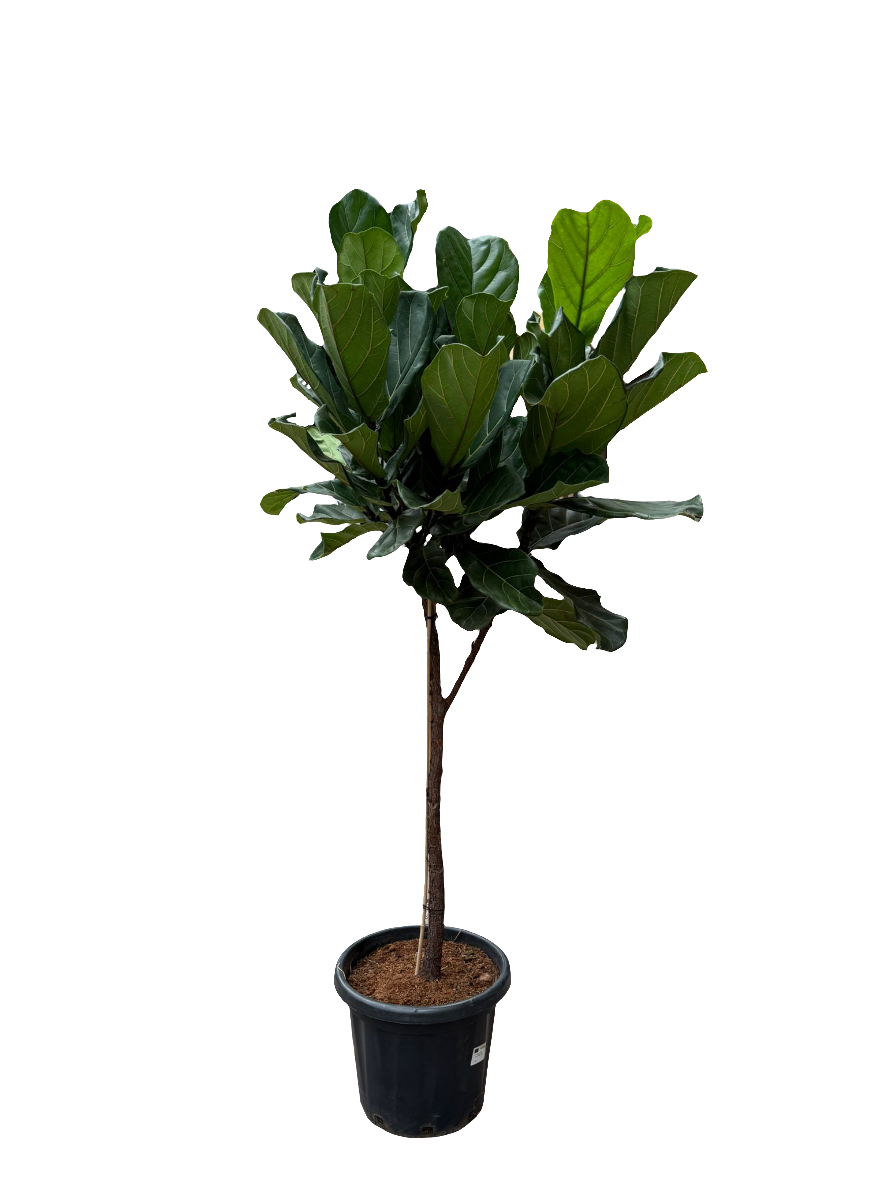 Ficus Lyrata 210cm