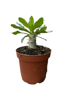 Tukvis Pachypodium Saundersii