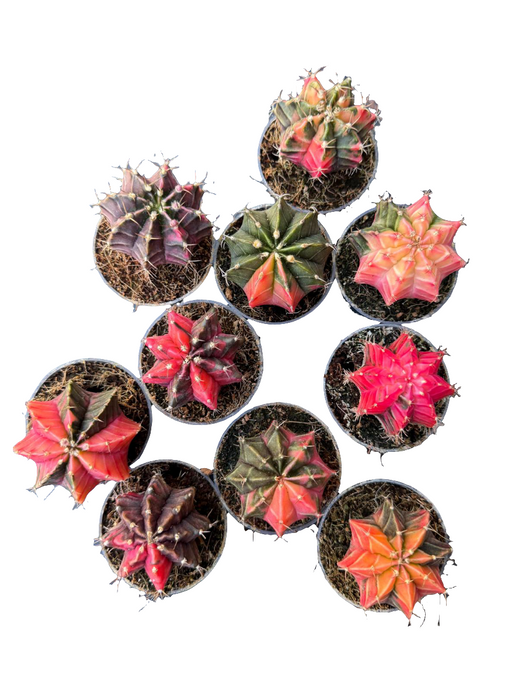 Gymnocalycium variagata