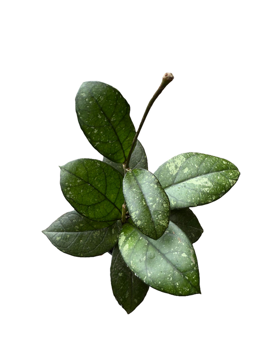 Hoya Callistophylla 6cm
