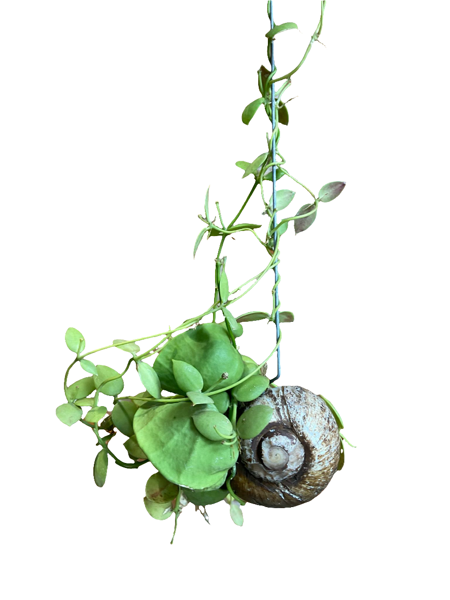 Dischidia Snaily dishidia