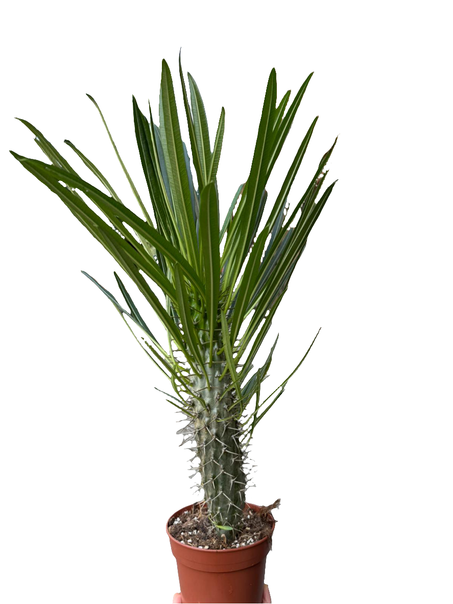 Pachypodium Gaeyi Tall Fatty