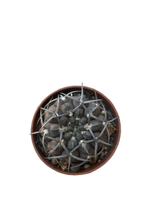 Gymnocalycium Stellatum