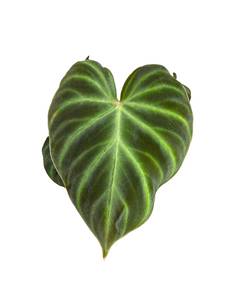 Filodendras Philodendron verrucosum Incensi