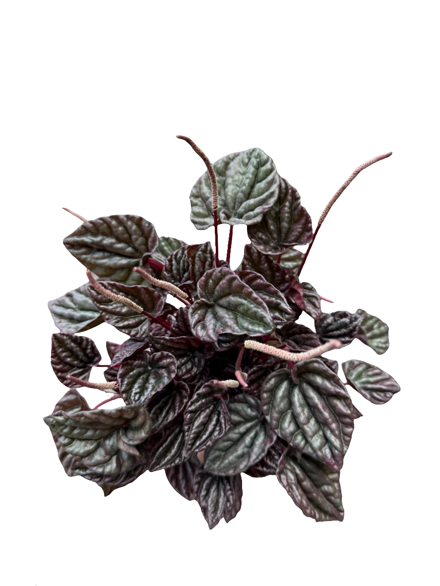Peperomia Rood