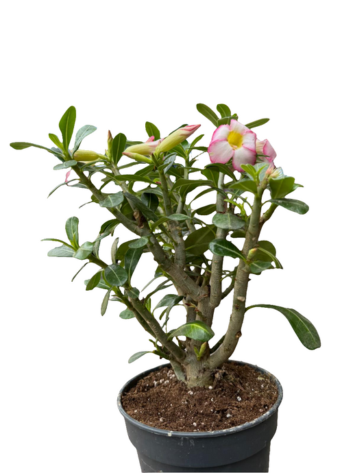 Tinūtras Adenium Anouk