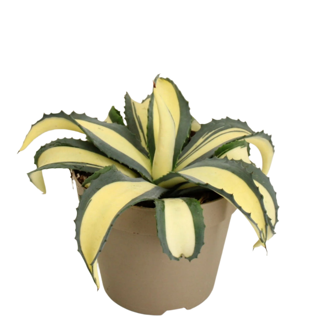 Agava Agave americana Mediopicta Aurea