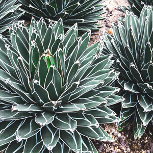 Agava  Agave Victoriae - Reginae 20Ø 24cm