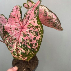 Caladium Pink beauty