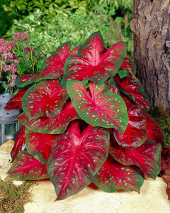 Caladium Red Flash