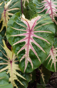 COLOCASIA WAIKIKI (ELEPHANT EAR)