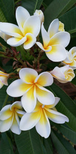 Plumeria rubra Hawaiian Pearl