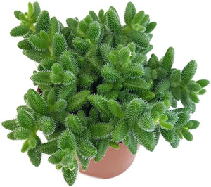 Delosperma Echinatum