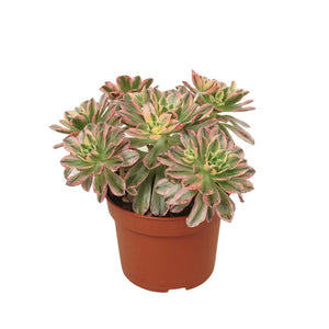 Ramdis Aeonium Sweet Tea