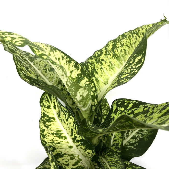 Difenbachija Dieffenbachia Mars