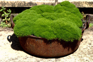 Scleranthus Mossy Peppin